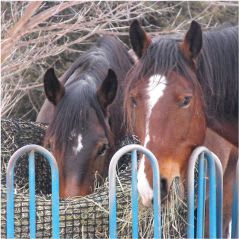 horse netting hay nets