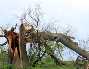 winter golf course damage